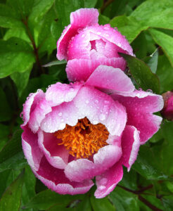 Spring showers showcase blooming flowers
